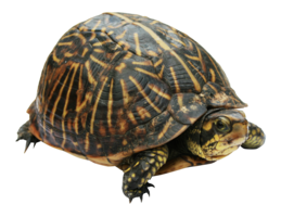 animals & Turtle free transparent png image.