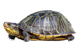 animals & Turtle free transparent png image.