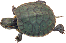 animals & Turtle free transparent png image.