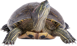 animals & turtle free transparent png image.