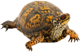 animals & Turtle free transparent png image.