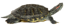 animals & turtle free transparent png image.