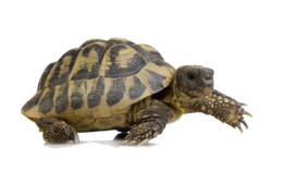 animals & turtle free transparent png image.