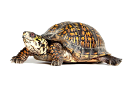 animals & turtle free transparent png image.