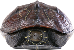 animals & Turtle free transparent png image.