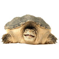 animals & turtle free transparent png image.