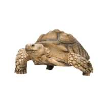 animals & Turtle free transparent png image.