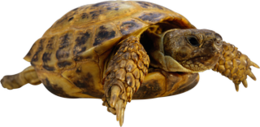 animals & Turtle free transparent png image.