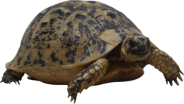 animals & turtle free transparent png image.