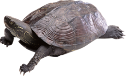 animals & turtle free transparent png image.