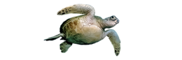 animals & turtle free transparent png image.