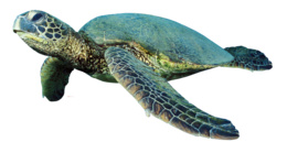 animals & turtle free transparent png image.