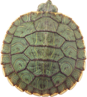 animals & Turtle free transparent png image.