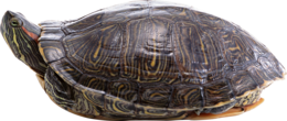 animals & Turtle free transparent png image.