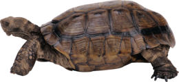 animals & Turtle free transparent png image.