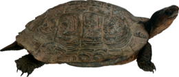 animals & Turtle free transparent png image.