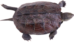 animals & Turtle free transparent png image.
