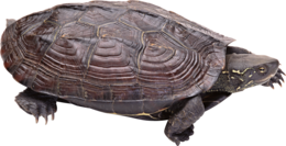 animals & Turtle free transparent png image.