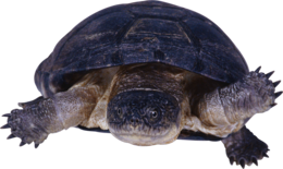 animals & Turtle free transparent png image.