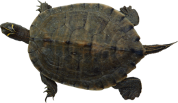 animals & Turtle free transparent png image.