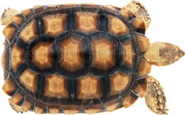 animals & turtle free transparent png image.