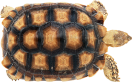 animals & Turtle free transparent png image.