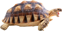 animals & Turtle free transparent png image.