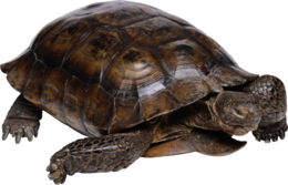 animals & Turtle free transparent png image.