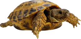 animals & Turtle free transparent png image.