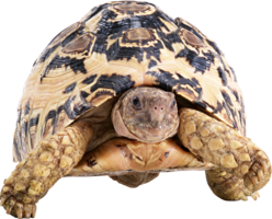 animals & Turtle free transparent png image.