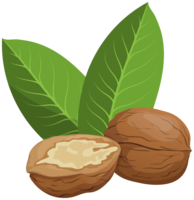 fruits & walnut free transparent png image.