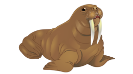 animals&Walrus png image.