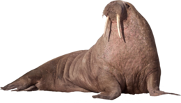 animals & walrus free transparent png image.