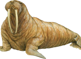 animals & Walrus free transparent png image.