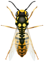 insects & wasp free transparent png image.