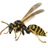 insects & wasp free transparent png image.