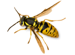 insects & wasp free transparent png image.