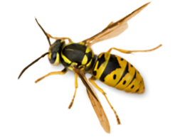 insects & Wasp free transparent png image.