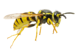 insects & wasp free transparent png image.