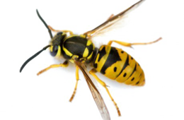 insects & wasp free transparent png image.