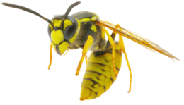 insects & Wasp free transparent png image.