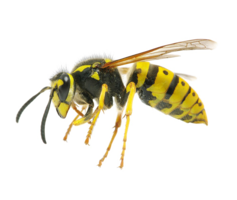 insects & Wasp free transparent png image.