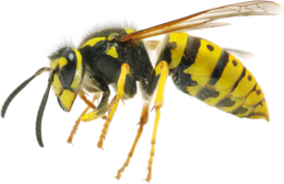 insects & Wasp free transparent png image.