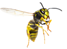 insects & Wasp free transparent png image.