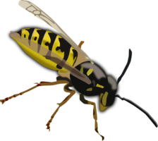 insects & Wasp free transparent png image.