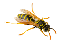 insects & Wasp free transparent png image.