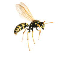 insects & Wasp free transparent png image.