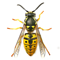 insects & Wasp free transparent png image.