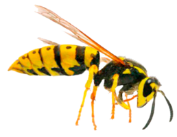 insects & Wasp free transparent png image.