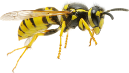 insects & wasp free transparent png image.